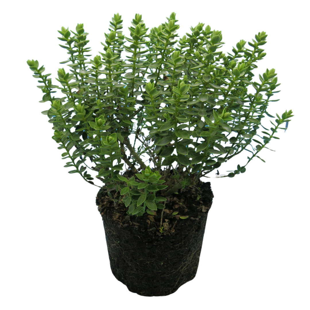 Hebe ‘Little Leaves Grey’ — Hardy Shrub, 2L Pot