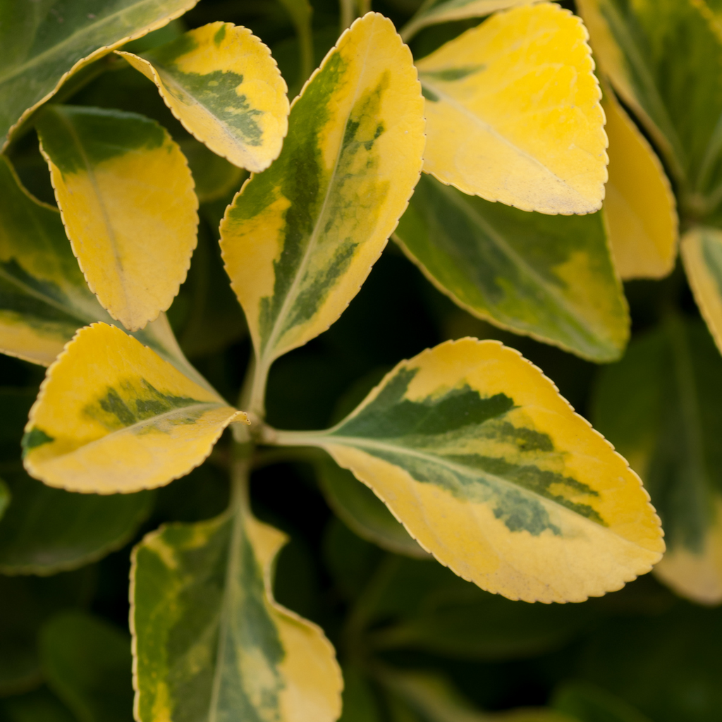 Ligustrum ‘Aureum’ — Hardy Perennial, 2L Pot