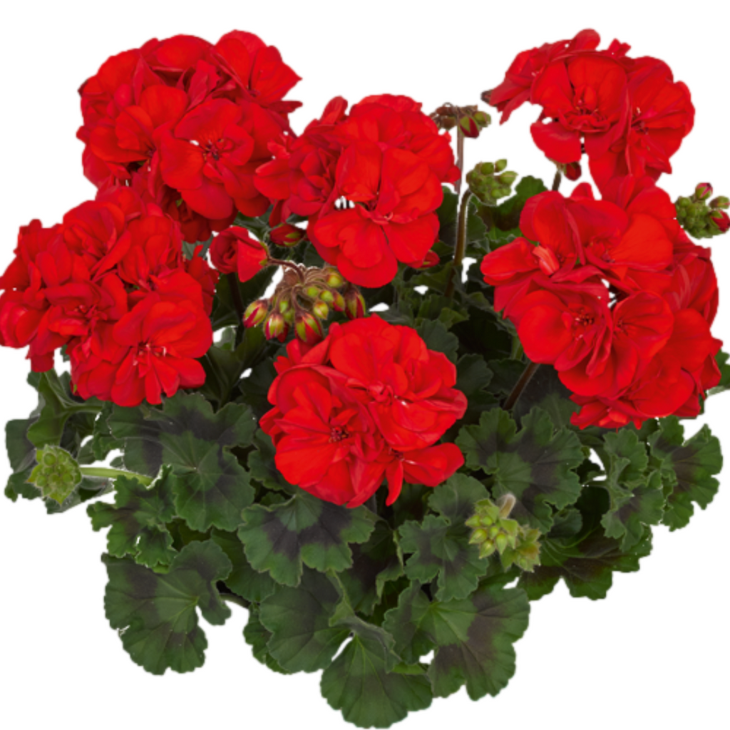 Pelargonium ‘Senna’ — Tender Perennial (grown as bedding), Bee-Friendly, 1L Pot (Set of 3 or 6)