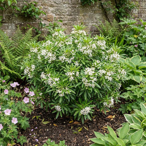 Choisya ‘Greenfingers’ — Evergreen Shrub, Bee-Friendly, 19cm Pot