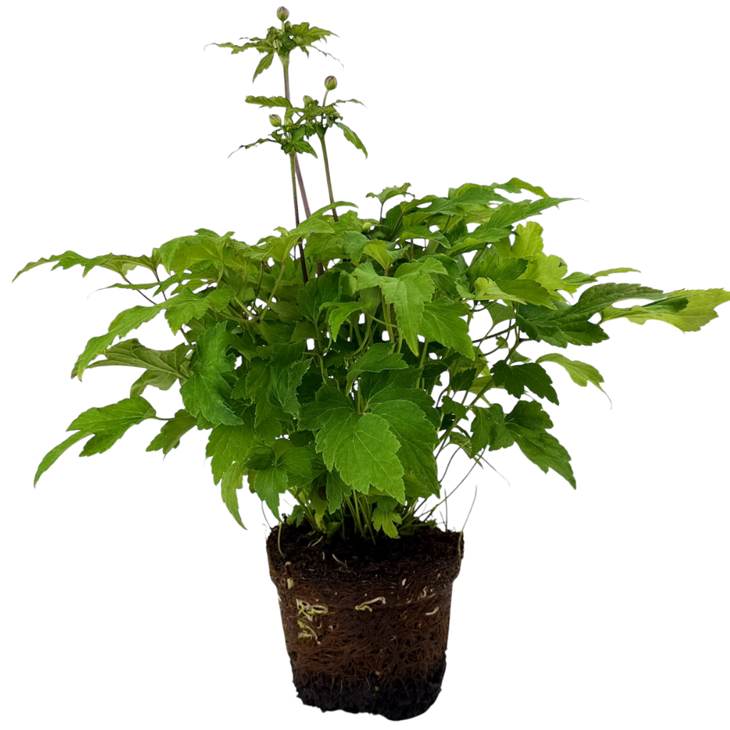 Anemone ‘Fantasy Ariel’ — Hardy Perennial, 2L Pot