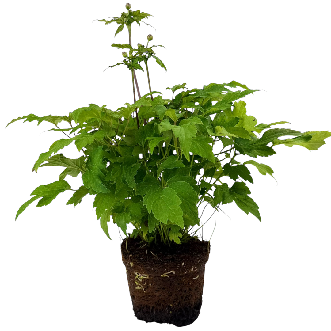 Anemone ‘Fantasy Ariel’ — Hardy Perennial, 2L Pot
