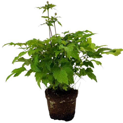 Anemone ‘Fantasy Ariel’ — Hardy Perennial, 2L Pot