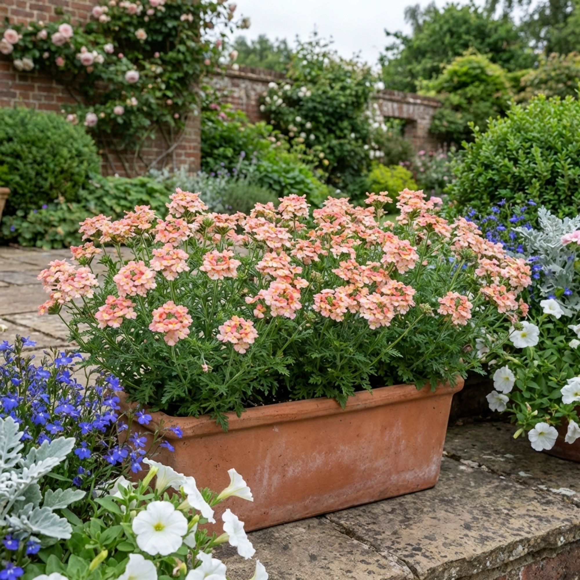 Verbena ‘Magelana Peach’ — Half-hardy Annual, Bee-Friendly, 10.5cm Pot (Set of 3 or 6)