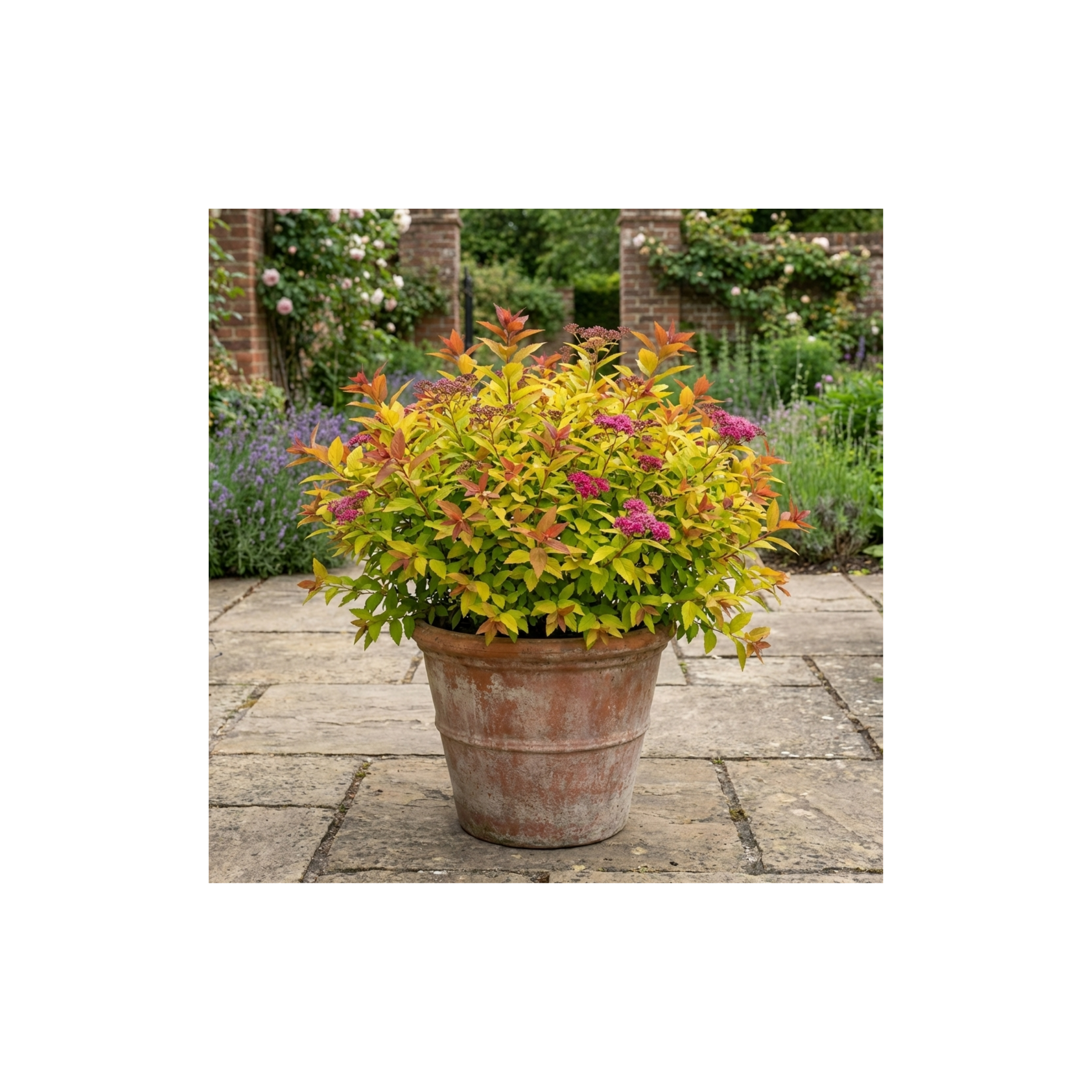 Spiraea ‘Goldflame’ — Deciduous Shrub, Bee-Friendly, 17cm Pot