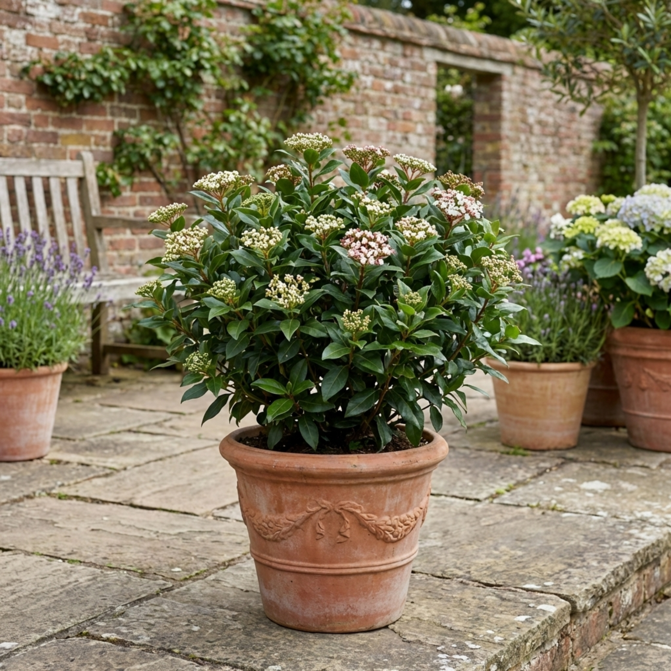 Viburnum ‘Tinus’ — Evergreen Shrub, Bee-Friendly, 7.5L Pot