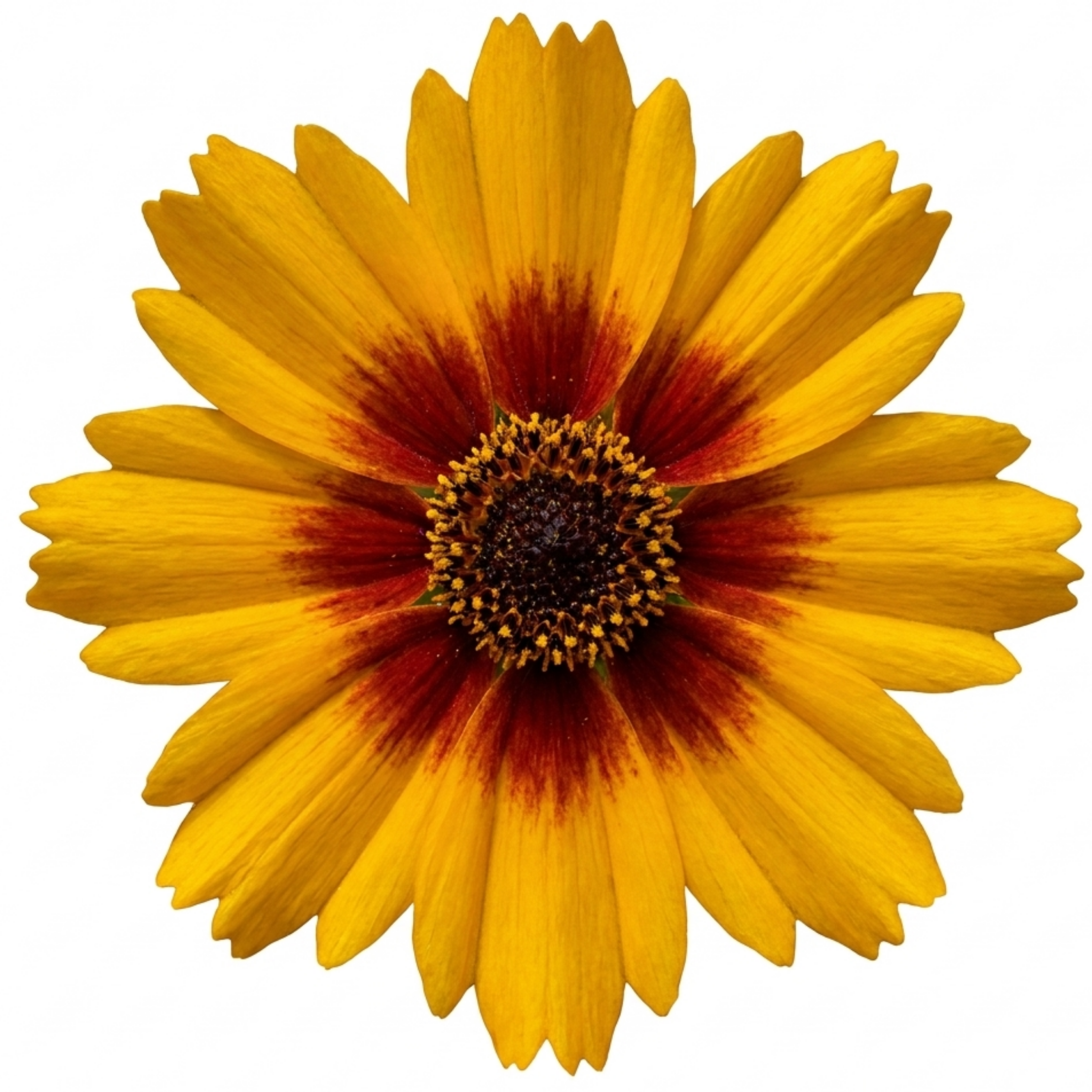 Coreopsis ‘Sunfire’ — Hardy Perennial, Bee-Friendly, 1L Pot (Set of 3 or 6)