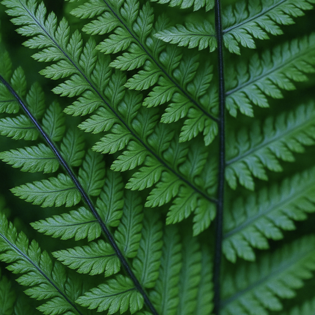 Dryopteris atrata — Wood Fern, Hardy Evergreen, 2L Pot