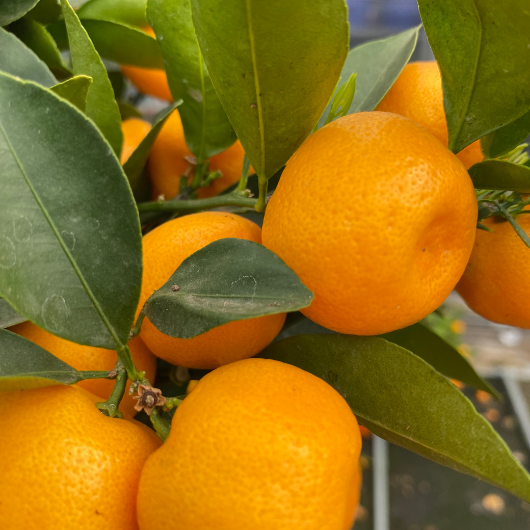 Mini Calamondin Tree (× Citrofortunella mitis) — Tender Evergreen Fruit Tree, 15cm Pot