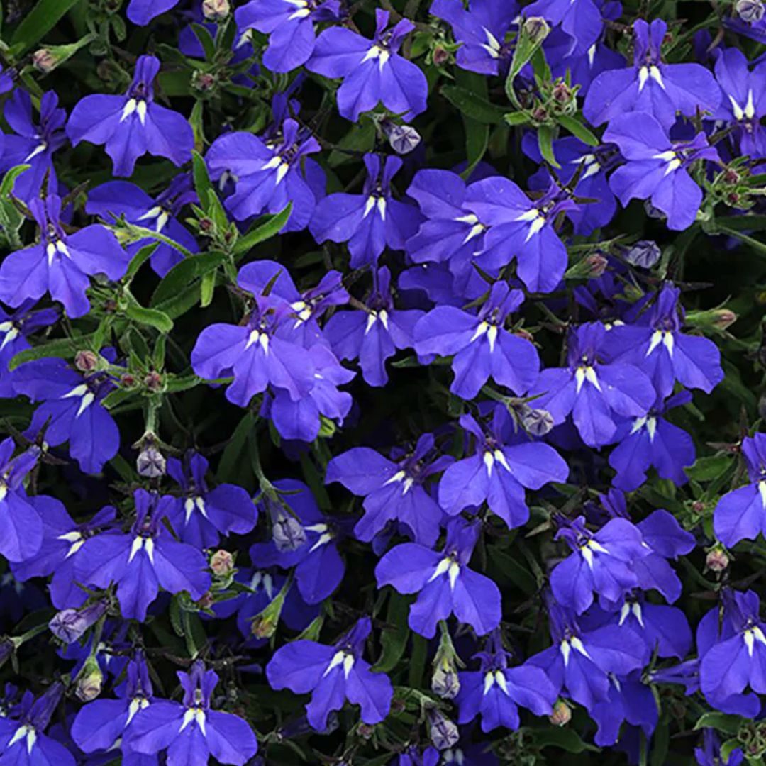 Lobelia 'Sweet Springs Dark Blue' — Half-Hardy Annual, 10.5cm Pot (Set of 3 or 6)