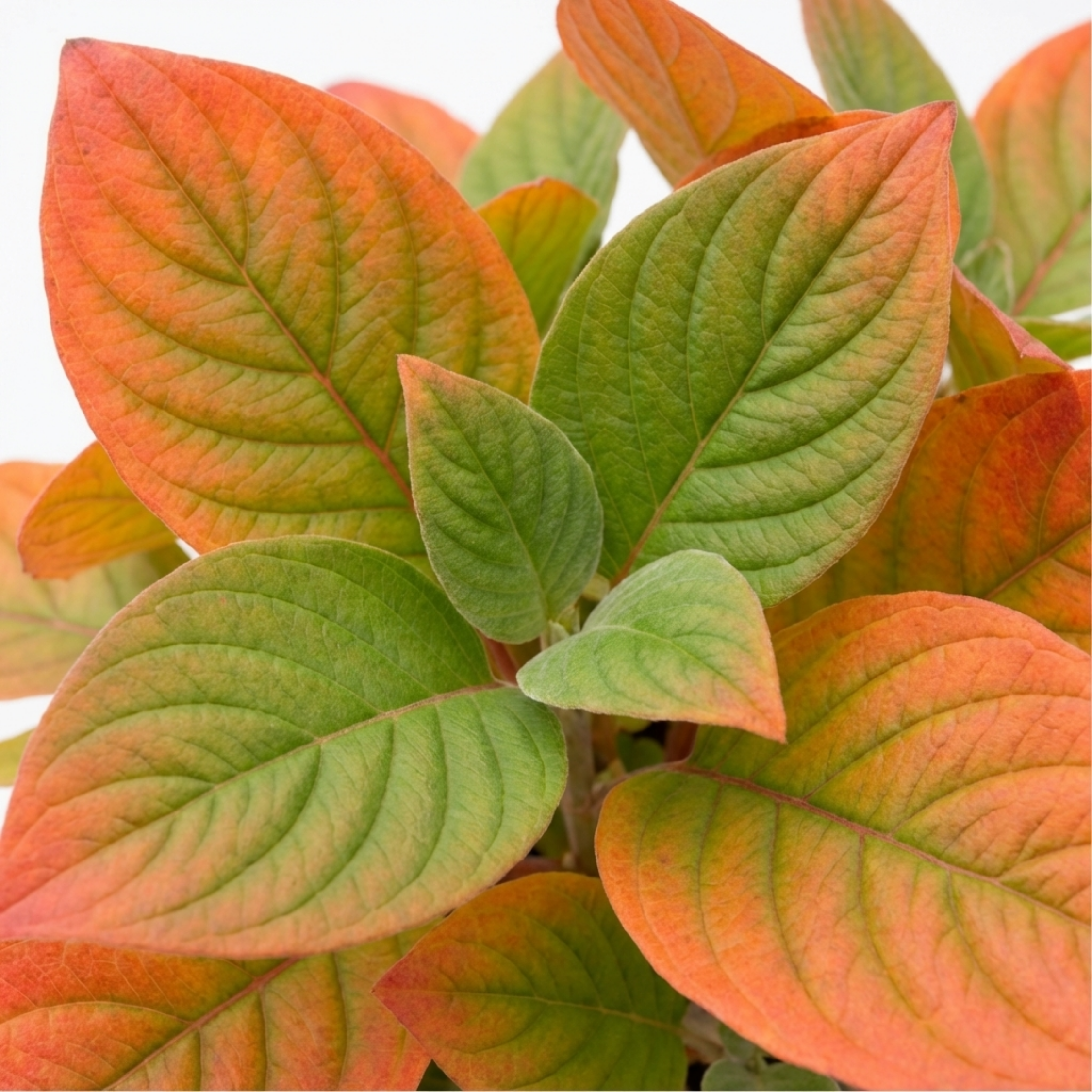 Cornus ‘Anny's’ — Deciduous Shrub, Bee-Friendly, 3L Pot