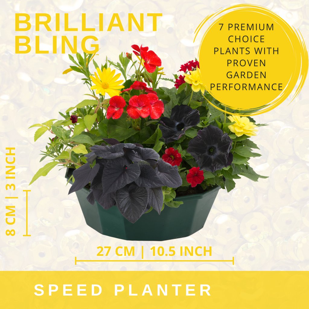 Brilliant Bling Speedplanter — Pre-Planted Mixed Annual Display, 7-Plant Set