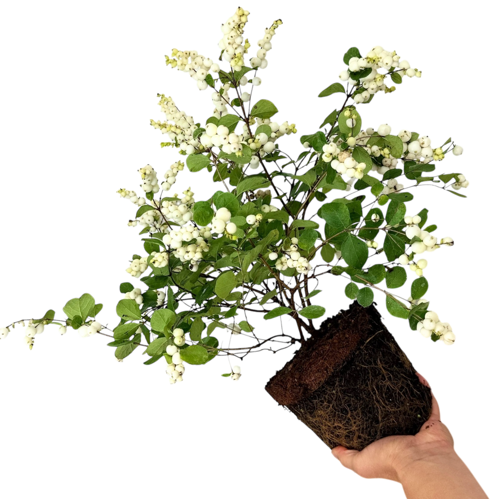 Symphoricarpos ‘Magical Galaxy’ — Hardy Perennial, 3L Pot