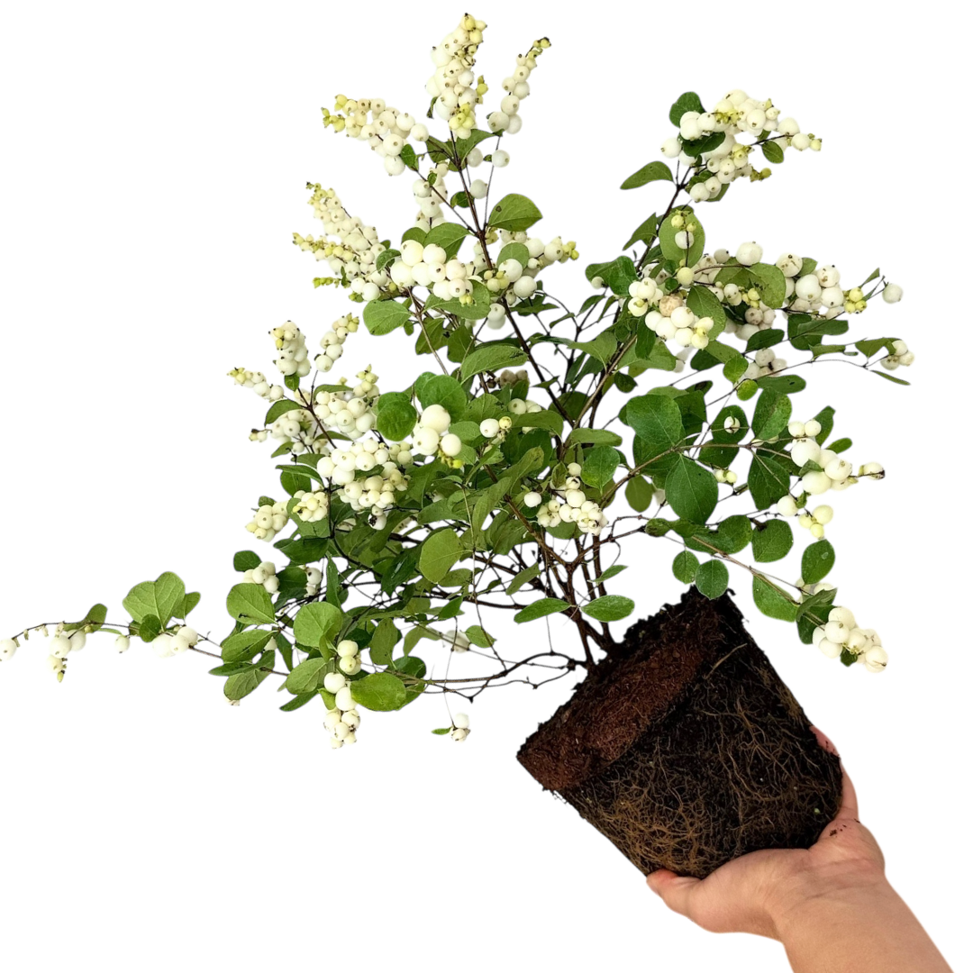 Symphoricarpos ‘Magical Galaxy’ — Hardy Perennial, 3L Pot