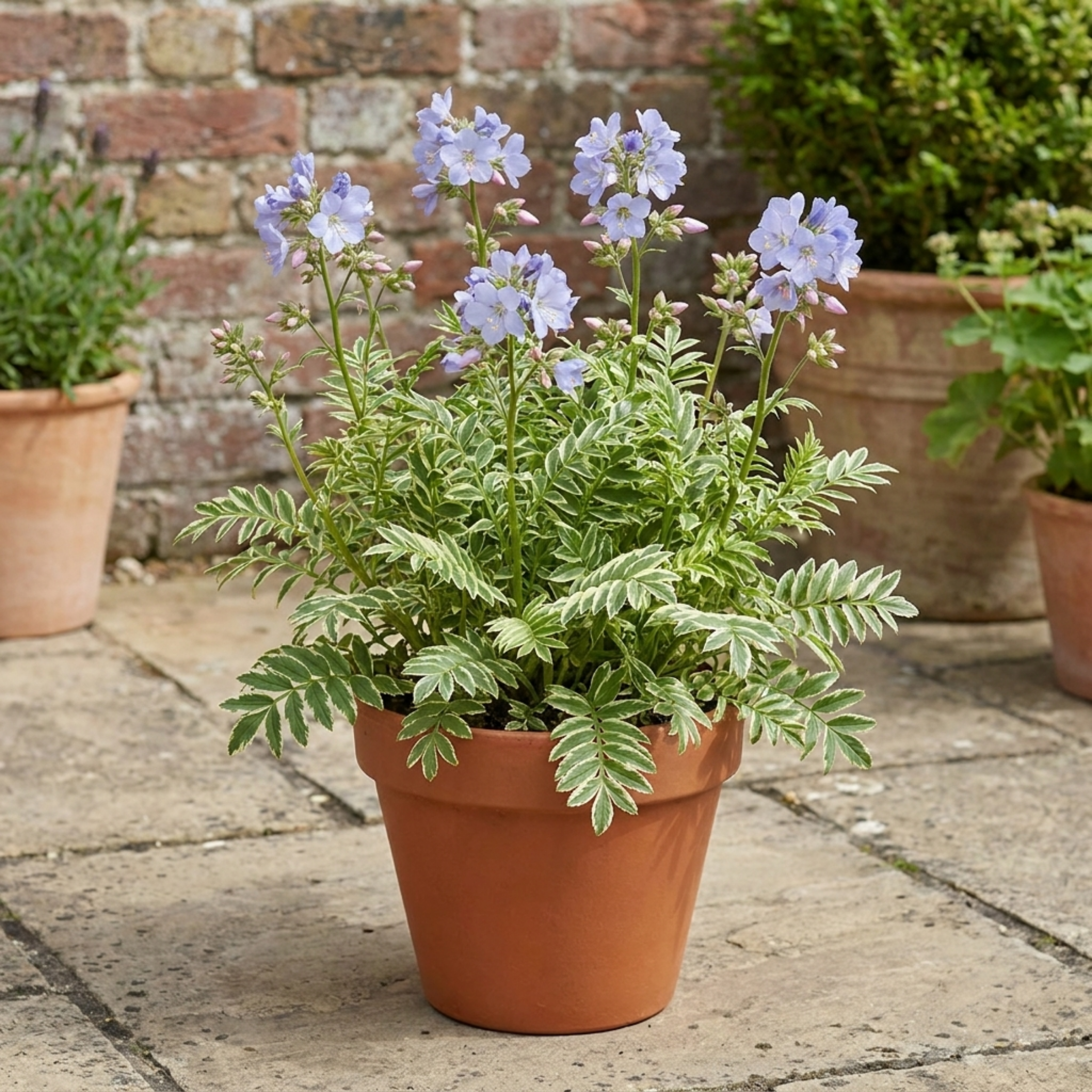 Polemonium ‘Touch of Class’ — Hardy Perennial, Bee-Friendly, 3L Pot