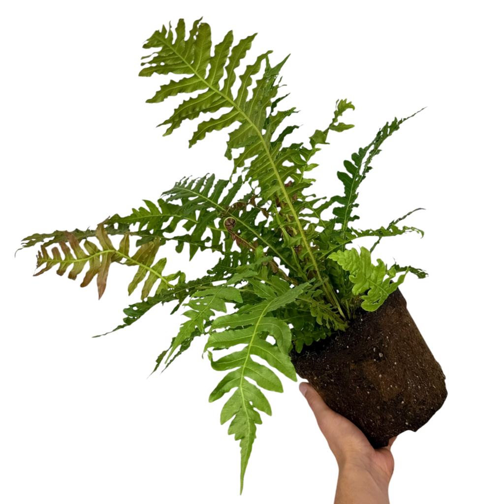 Blechnum ‘Volcano’ — Hardy Perennial, 3L Pot