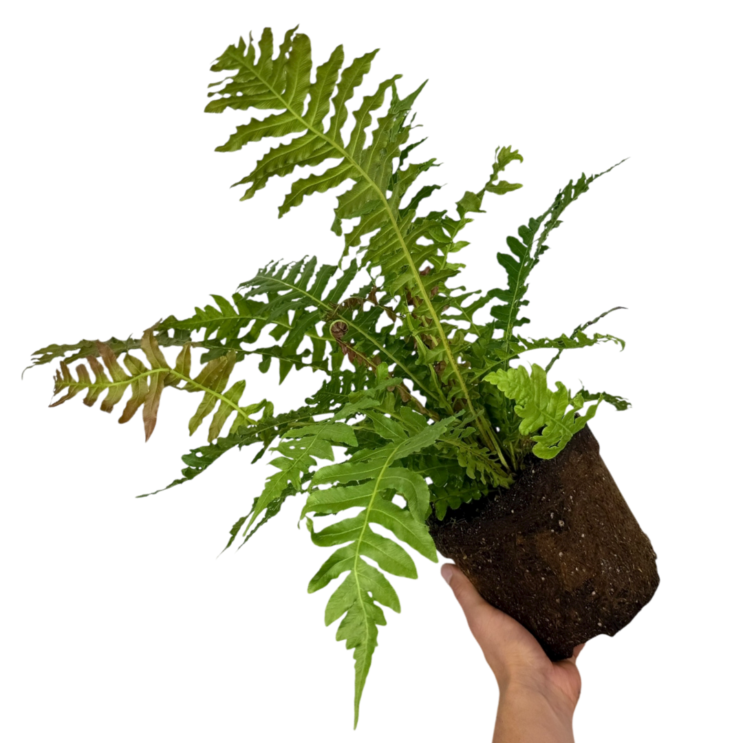 Blechnum ‘Volcano’ — Hardy Perennial, 3L Pot