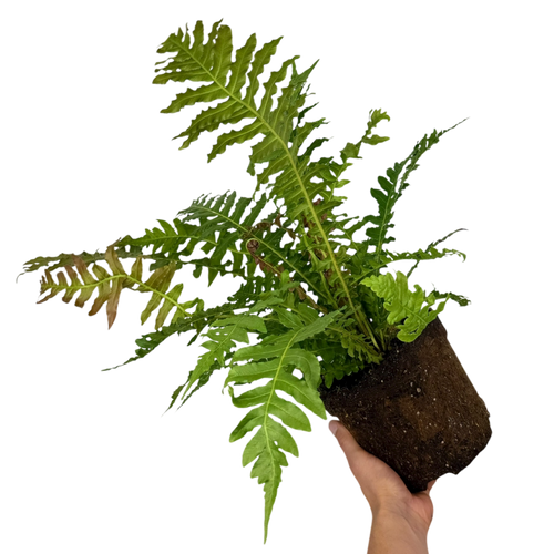 Blechnum ‘Volcano’ — Hardy Perennial, 3L Pot