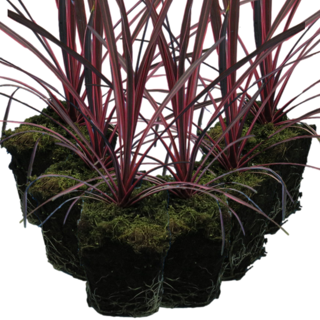 Cordyline ‘Charlie Boy’ — Evergreen Architectural Shrub, 1L Pot (Set of 3 or 6)