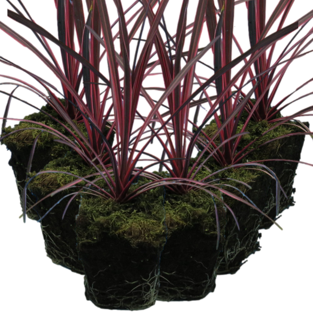 Cordyline ‘Charlie Boy’ — Evergreen Architectural Shrub, 1L Pot (Set of 3 or 6)