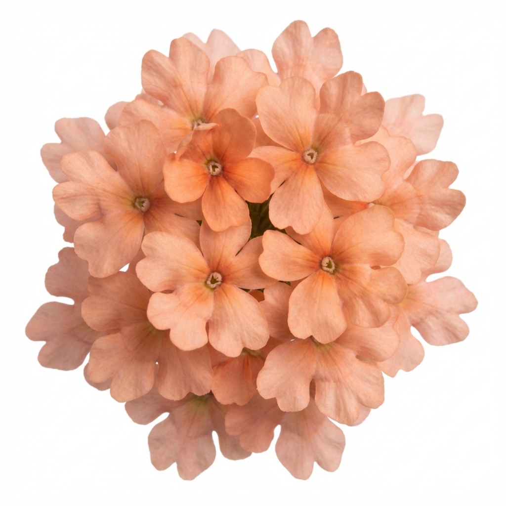 Verbena ‘Magelana Peach’ — Half-hardy Annual, Bee-Friendly, 10.5cm Pot (Set of 3 or 6)