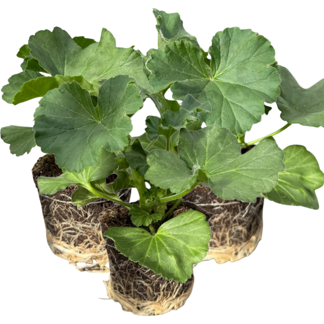 Pelargonium ‘Anne’ — Tender Perennial (grown as bedding), Bee-Friendly, 10.5cm Pot (Set of 3 or 6)