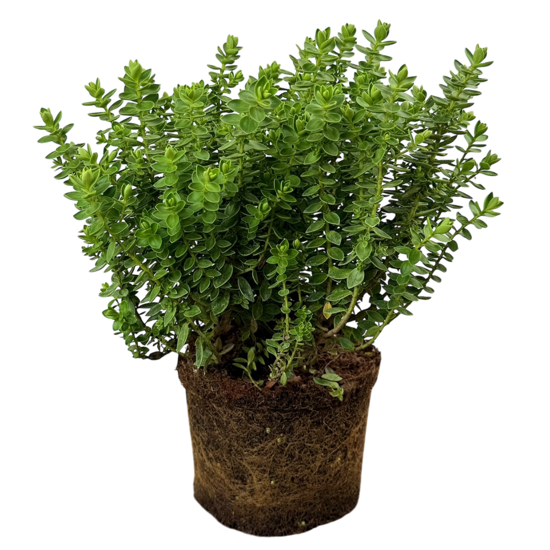 Hebe ‘Little Leaves Green’ — Hardy Shrub, 2L Pot