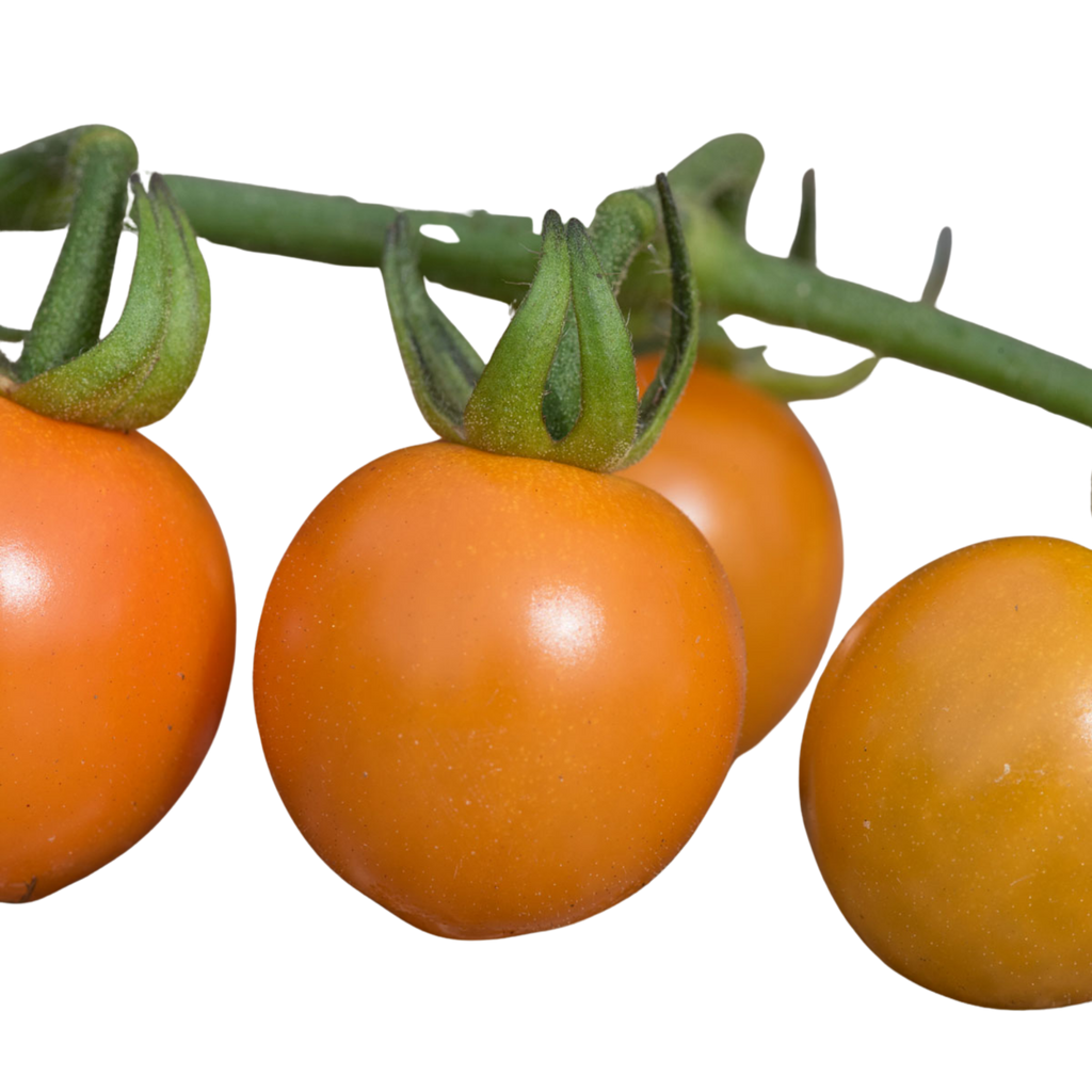 Tomato ‘Honeycomb’ — Fruit Plant / Tender Annual, 10.5cm Pot (Set of 3 or 6)