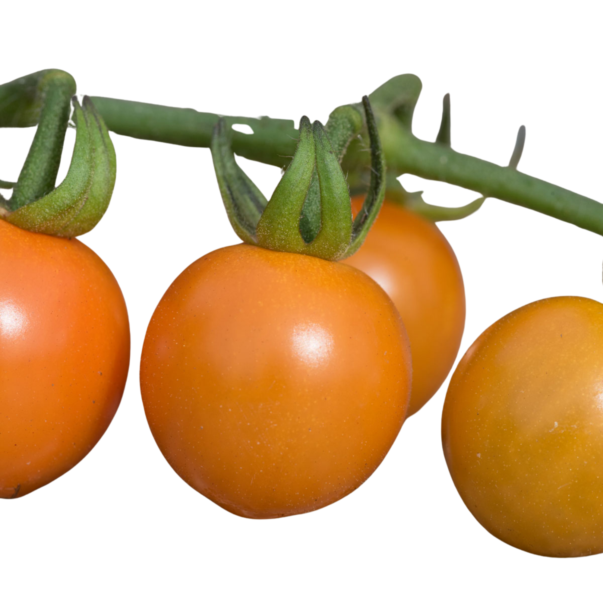 Tomato ‘Honeycomb’ — Fruit Plant / Tender Annual, 10.5cm Pot (Set of 3 or 6)