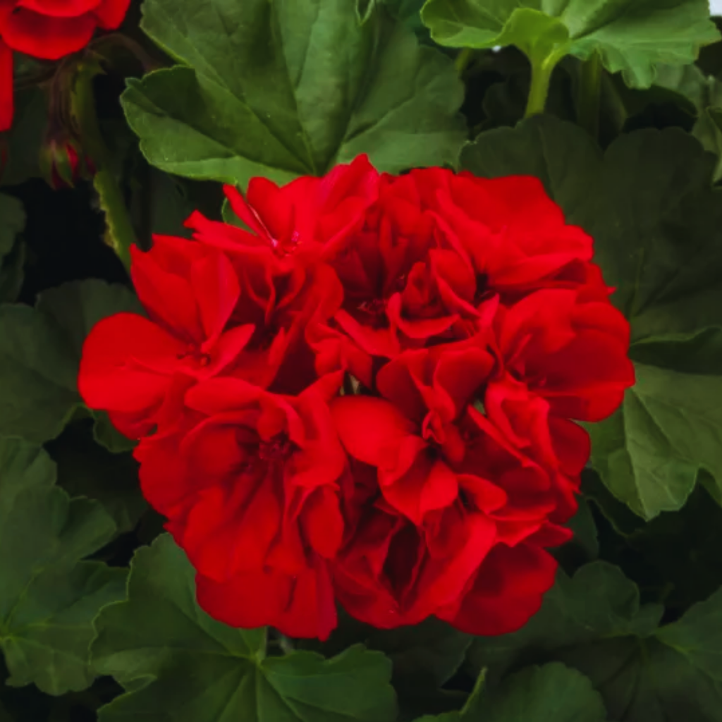 Pelargonium ‘Calliope Dark Red’ — Tender Perennial (grown as bedding), Bee-Friendly, 1L Pot