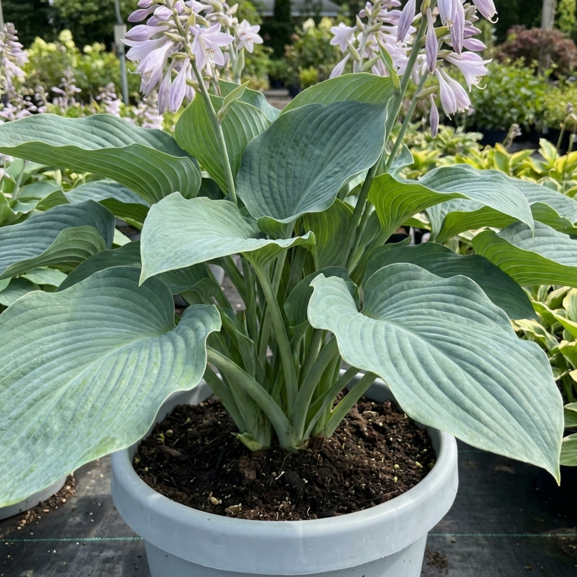 Hosta ‘Blue Mammoth’ — Herbaceous Hardy Perennial, Bee-Friendly, 17cm Pot
