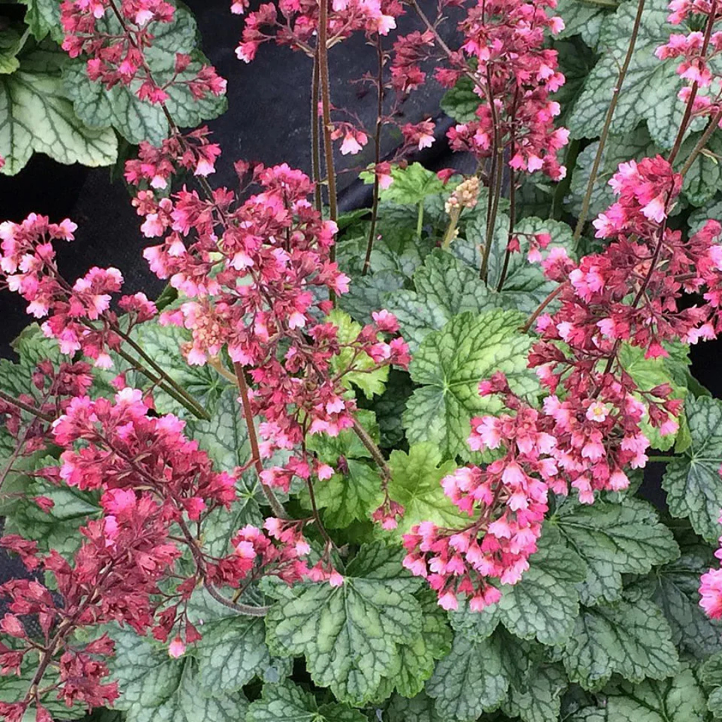 Heuchera ‘Berry Timless’ — Hardy Perennial, 2L Pot