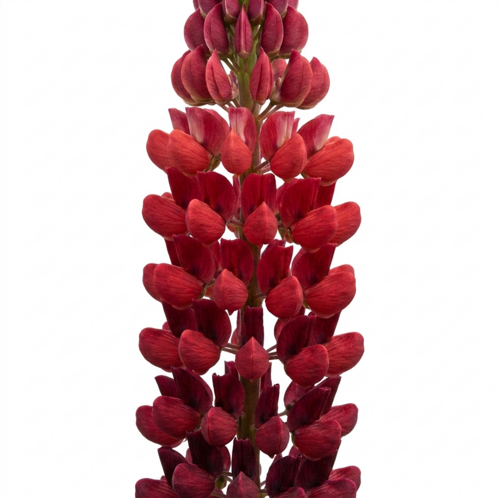 Lupin ‘Legendary Red Shades’ — Herbaceous Perennial, Bee-Friendly, 3L Pot