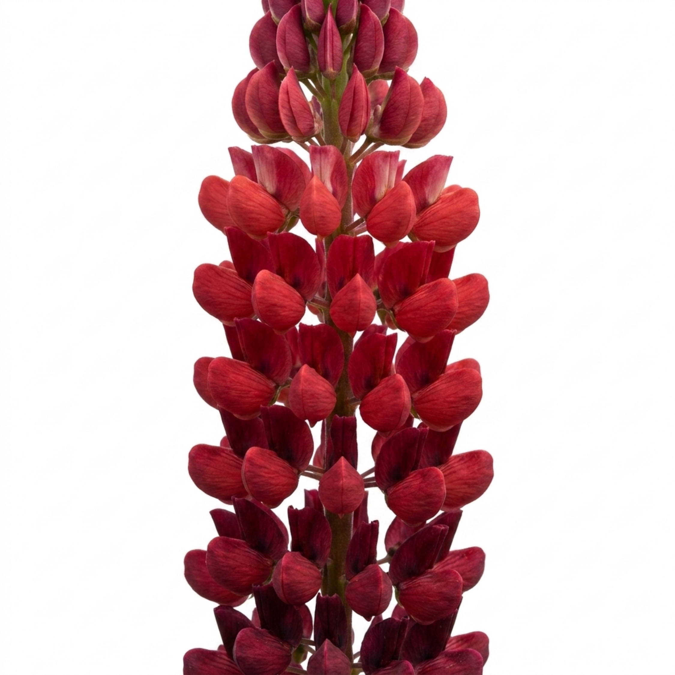 Lupin ‘Legendary Red Shades’ — Herbaceous Perennial, Bee-Friendly, 3L Pot