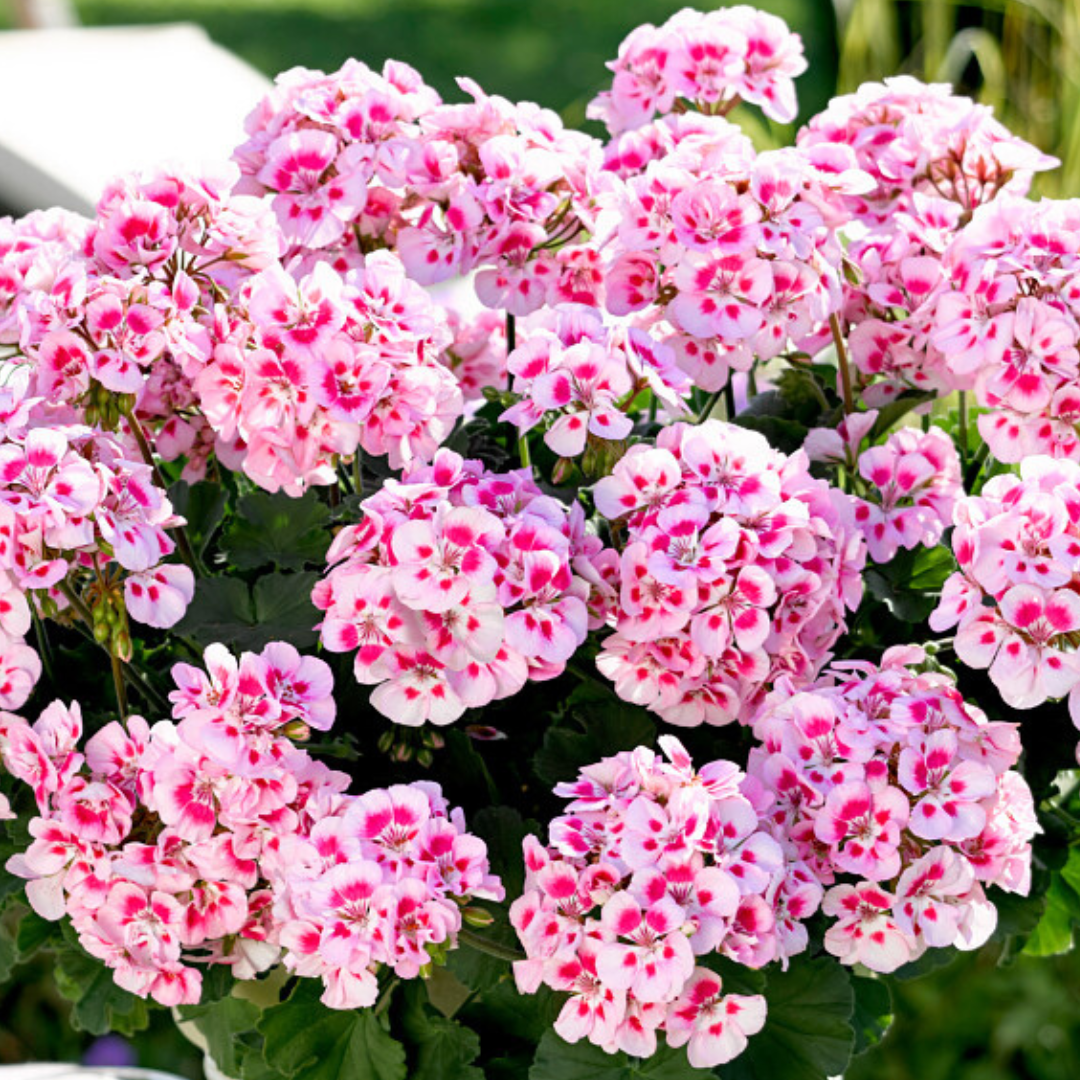Pelargonium ‘Linus’ — Tender Perennial (grown as bedding), Bee-Friendly, 1L Pot (Set of 3 or 6)