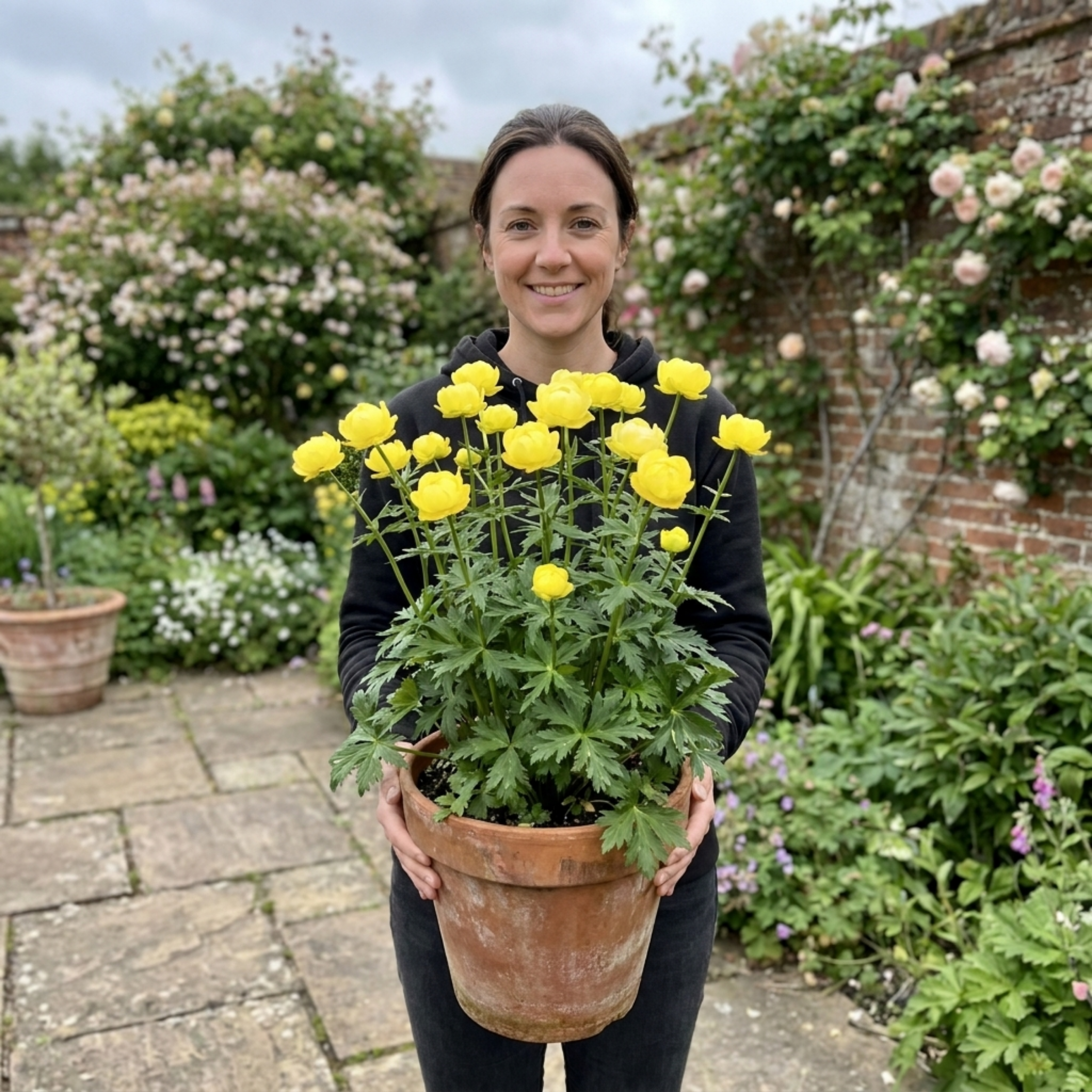 Trollius ‘Lemon Queen Globeflower’ — Herbaceous Perennial, Bee-Friendly, 17cm Pot