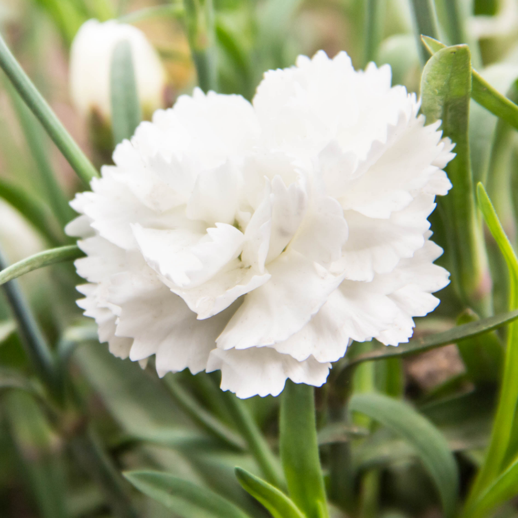 Carnation ‘White’ — Hardy Perennial, Bee-Friendly, 10.5cm Pot