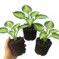 Hosta 'Paul's Glory' — Plantain Lily, Hardy Perennial, 1L Pot (Set of 3 or 6)