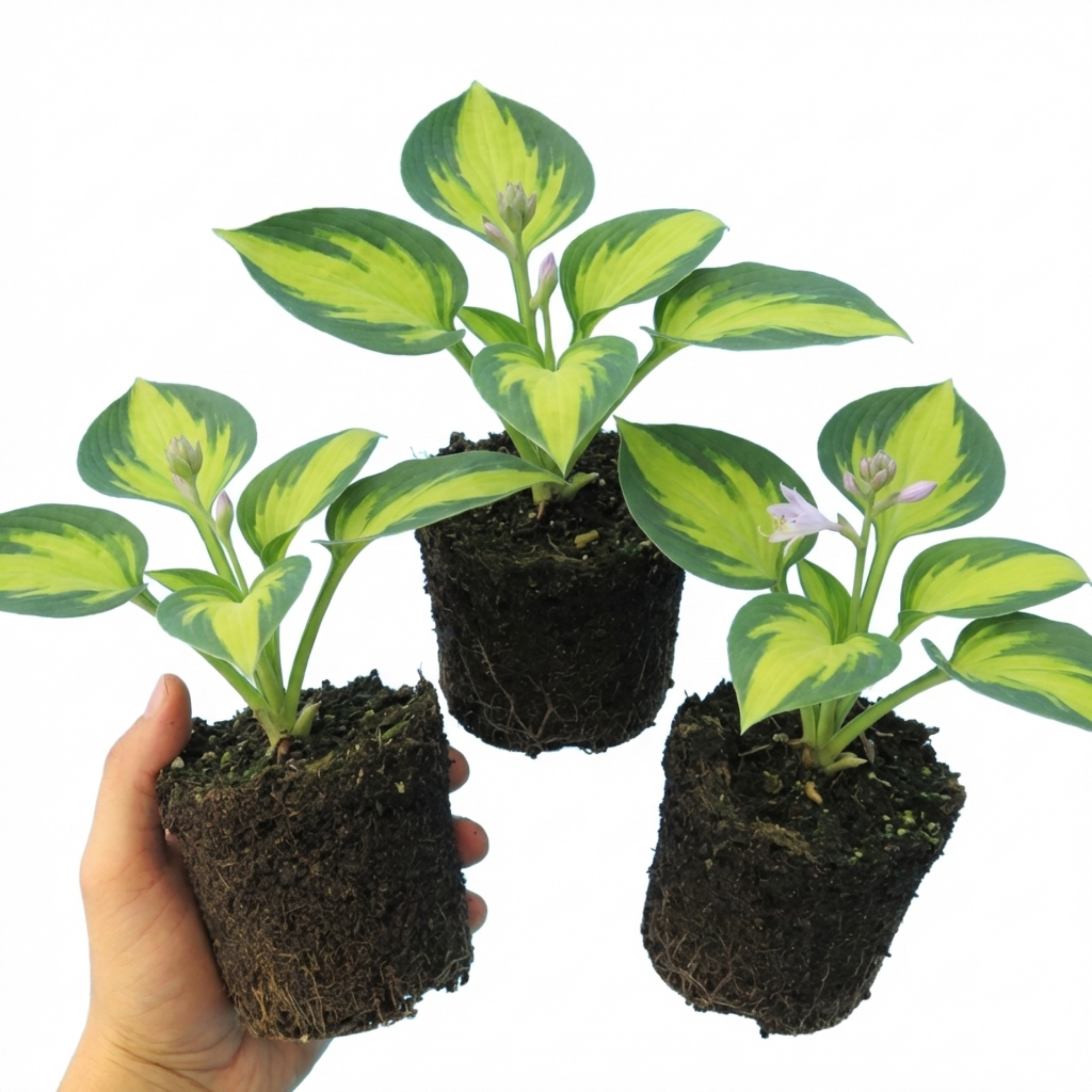 Hosta 'Paul's Glory' — Plantain Lily, Hardy Perennial, 1L Pot (Set of 3 or 6)