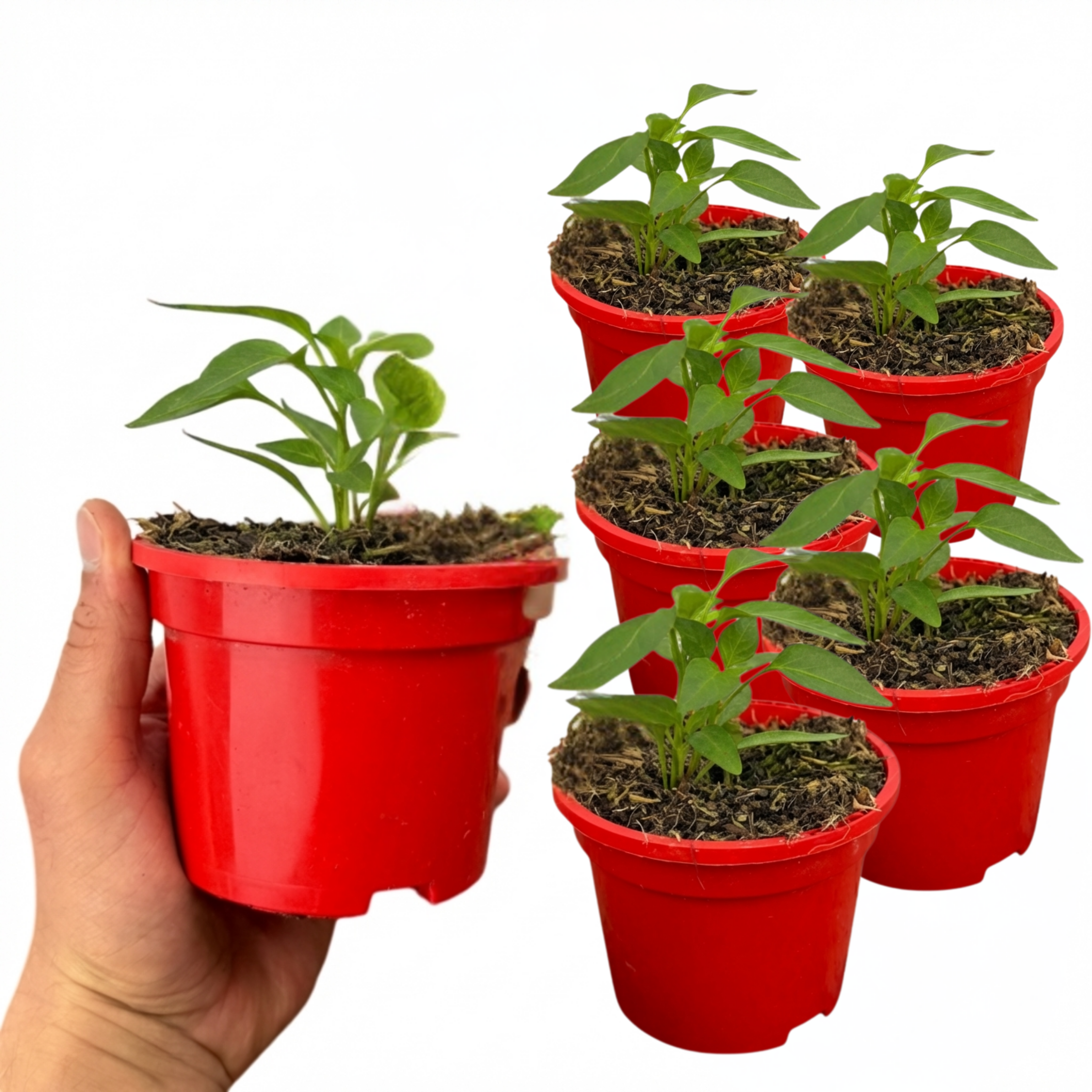 Sweet ‘Pepper Snack Red’ — Tender Annual Vegetable, 10.5cm Pot (Set of 3 or 6)