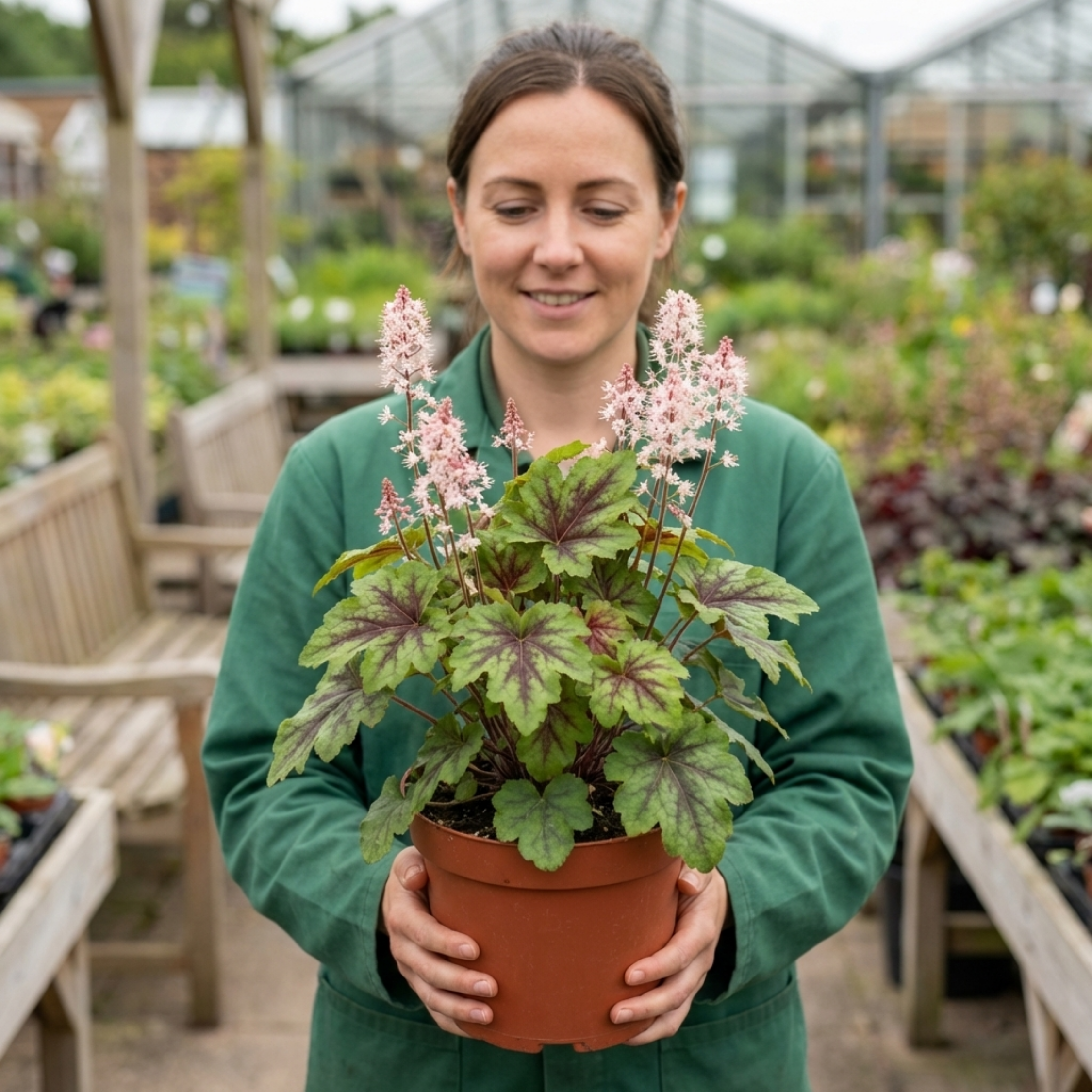 Tiarella ‘Sugar and Spice Foam’ — Hardy Perennial (semi-evergreen), Bee-Friendly, 2L Pot