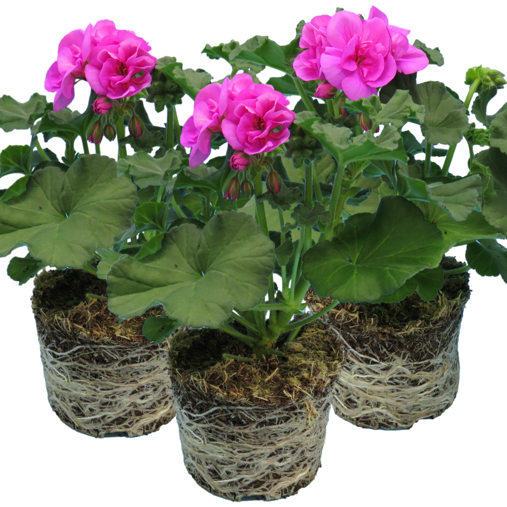 Pelargonium ‘Evi Blue’ — Tender Perennial (grown as bedding), Bee-Friendly, 1L Pot (Set of 3 or 6)