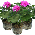 Pelargonium ‘Evi Blue’ — Tender Perennial (grown as bedding), Bee-Friendly, 1L Pot (Set of 3 or 6)
