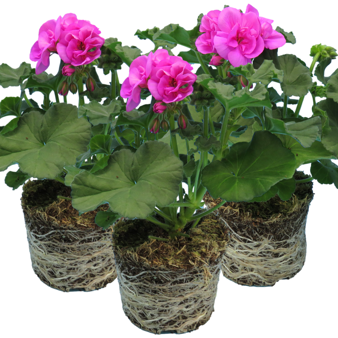 Pelargonium ‘Evi Blue’ — Tender Perennial (grown as bedding), Bee-Friendly, 1L Pot (Set of 3 or 6)