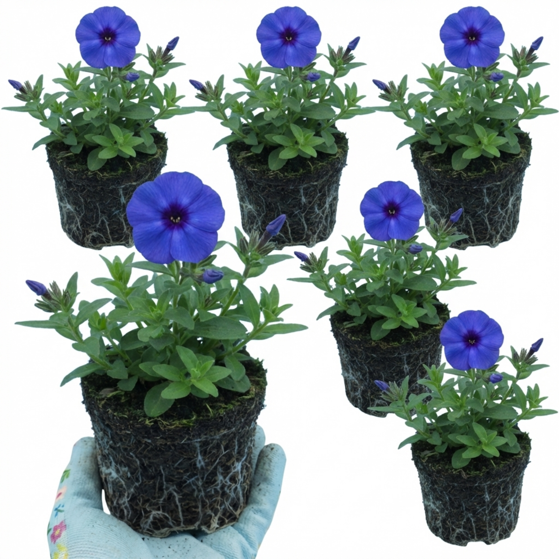 Phlox ‘Blue Dark Eye’ — Hardy Perennial, Bee-Friendly, 1L Pot (Set of 3 or 6)