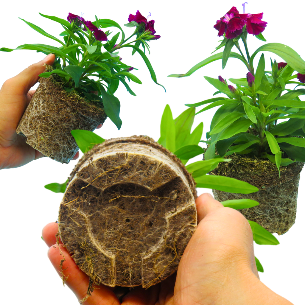 Dianthus ‘Festival Violet’ — Hardy Short-Lived Perennial (often grown as biennial), Bee-Friendly, 10.5cm Pot (Set of 3 or 6)