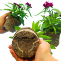 Dianthus ‘Festival Violet’ — Hardy Short-Lived Perennial (often grown as biennial), Bee-Friendly, 10.5cm Pot (Set of 3 or 6)