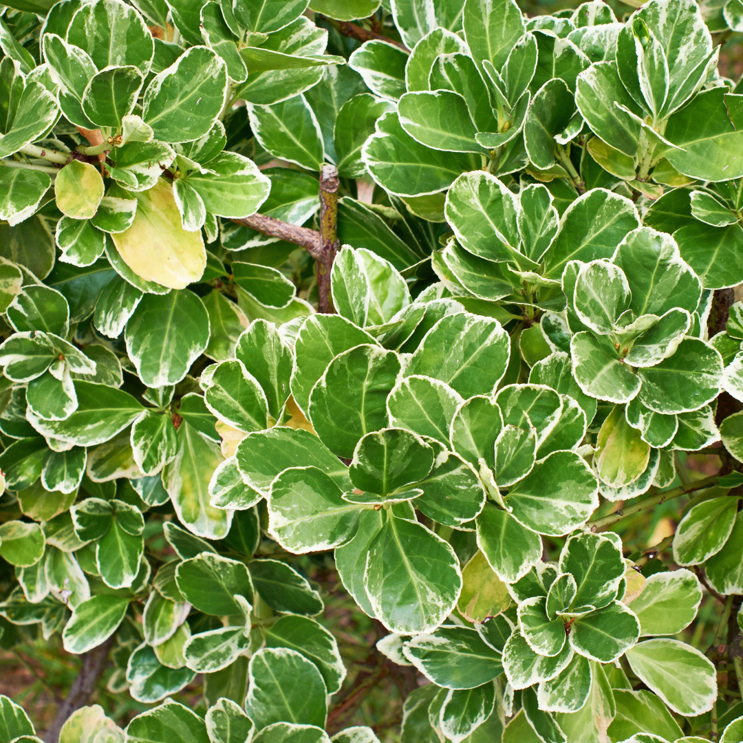 Euonymus ‘Emerald Gaiety’ — Evergreen Shrub / Ground Cover, Bee-Friendly, 11cm Pot (Set of 3 or 6)