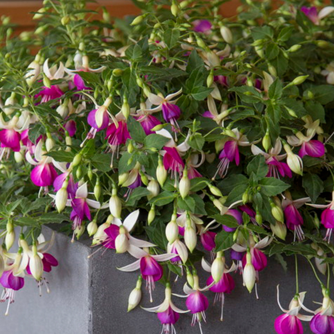 Fuchsia ‘Nora’ — Patio Fuchsia (semi-tender perennial), Bee-Friendly, 10.5cm Pot (Set of 3 or 6)