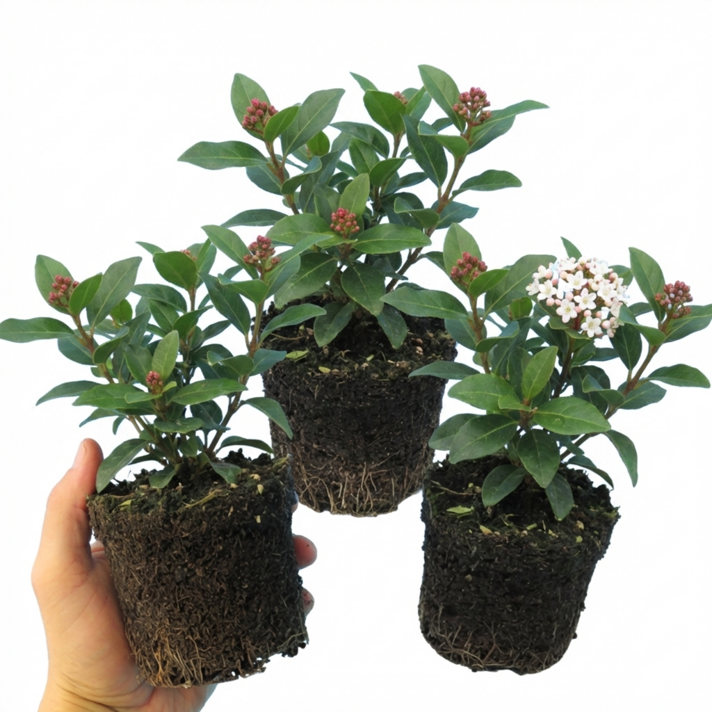Viburnum ‘Tinus’ — Evergreen Shrub, Bee-Friendly, 1L Pot (Set of 3 or 6)